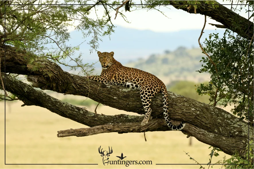 Animals to Hunt in Africa (African Leopard)